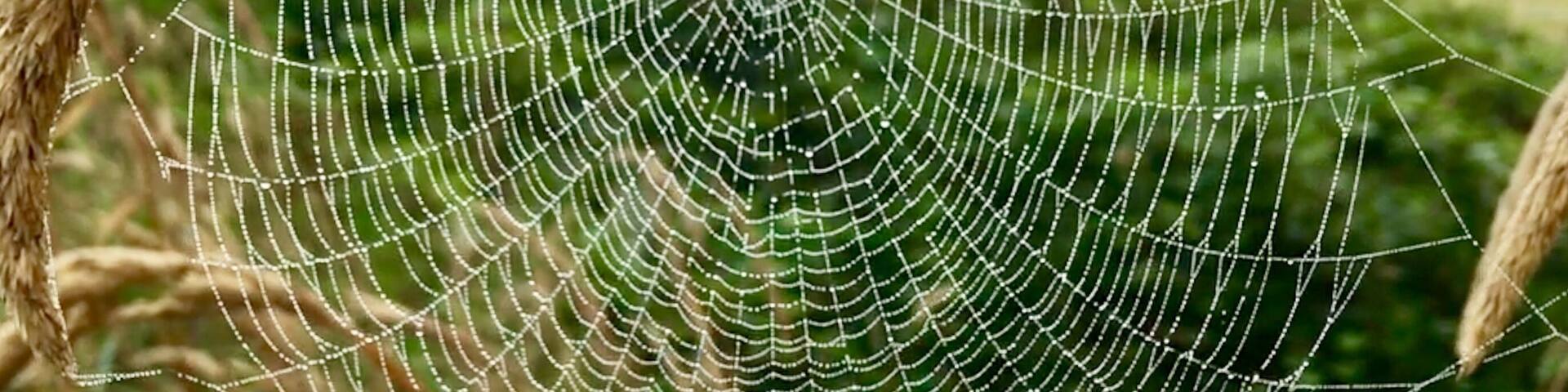 A spider web in a field of wheat.