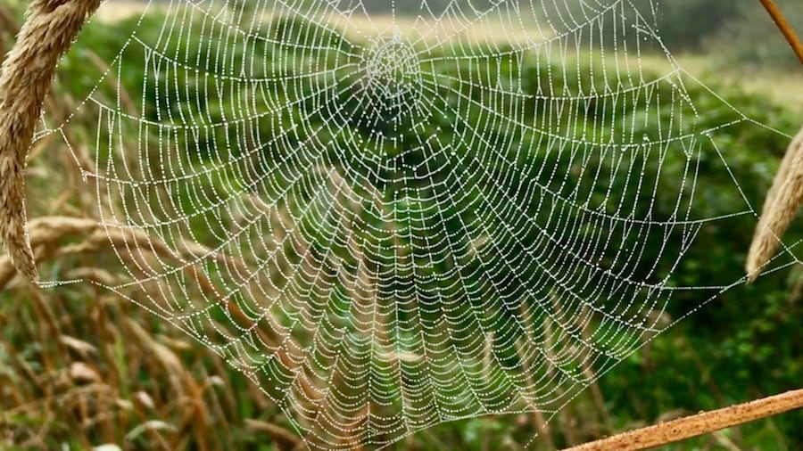 Early morning walk with dew on the spider web.