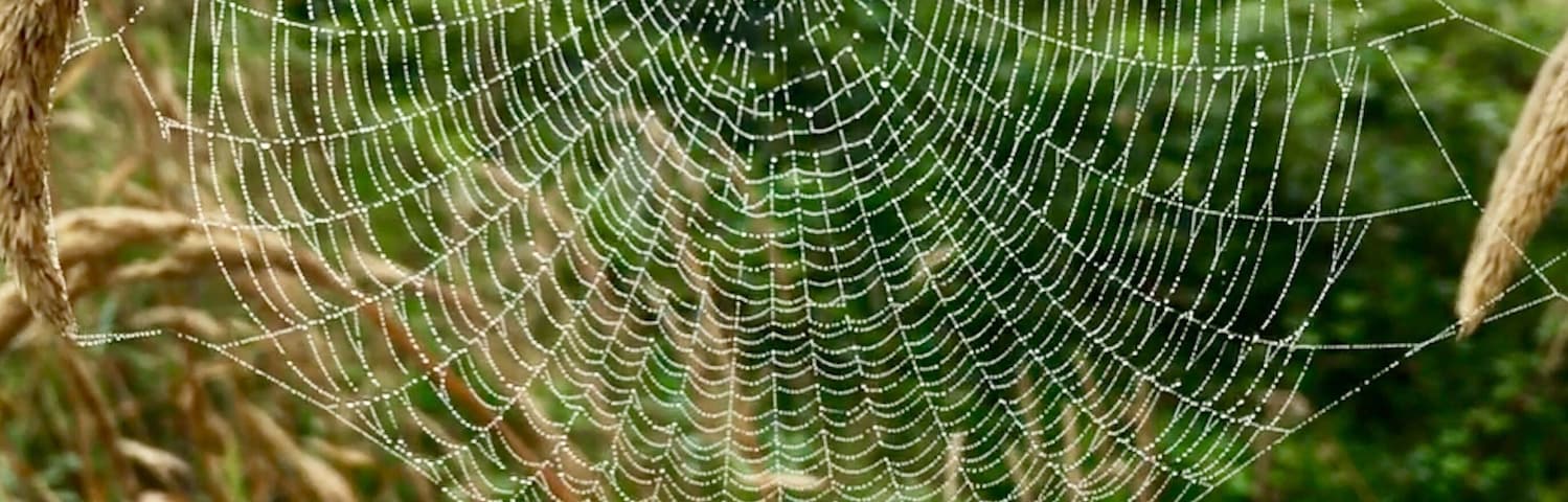 Early morning walk with dew on the spider web.