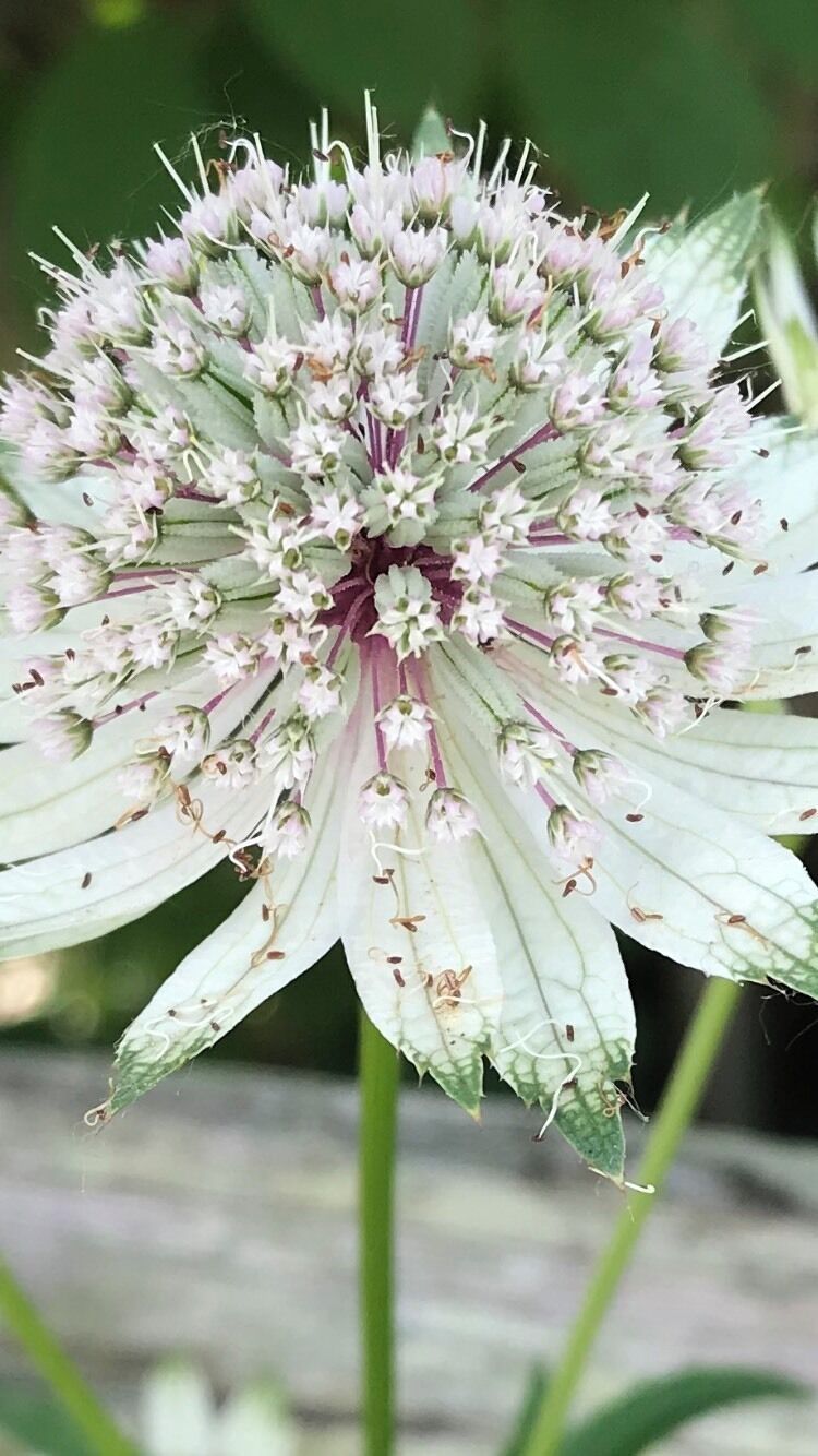 Astrantia