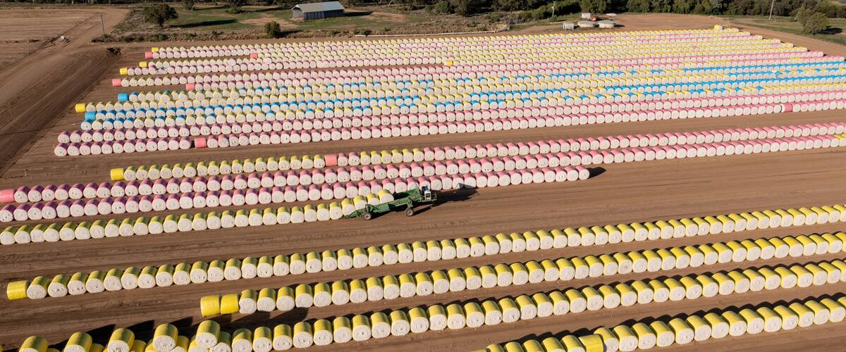 A large agricultural field with rows of colorful cylindrical hay bales.