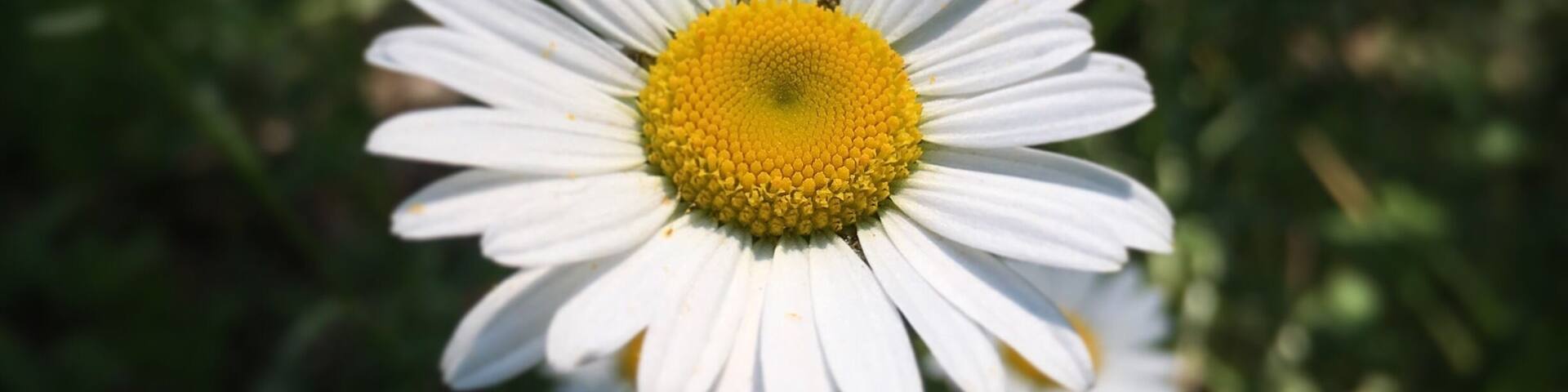 Daisy days