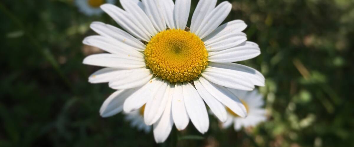 A close-up of a daisy with a yellow center surrounded by white petals, set against a background of similar flowers and green foliage.