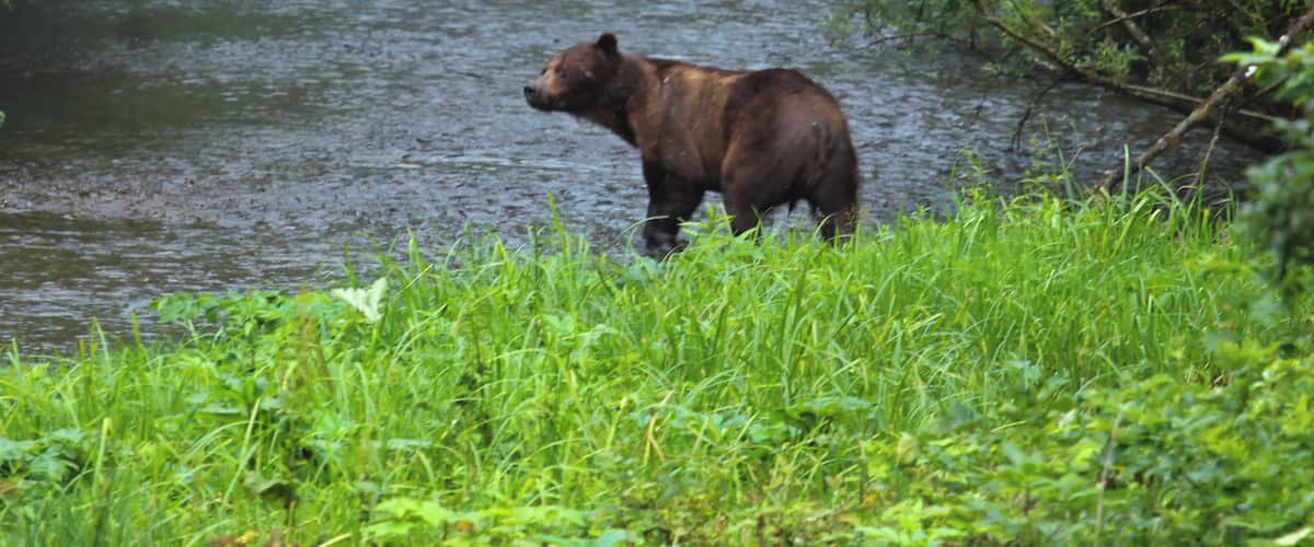 Brown bear or also known as Grizzly we saw cruising for Salmon