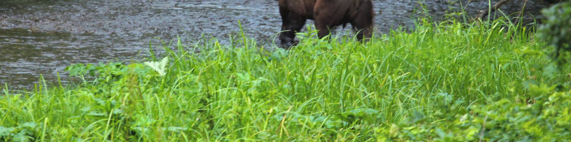 Brown bear or also known as Grizzly we saw cruising for Salmon