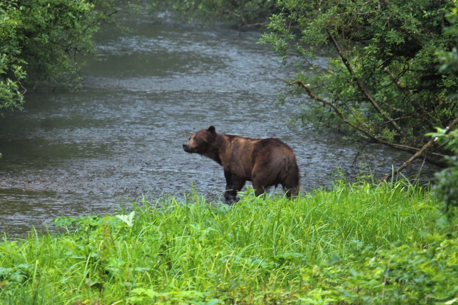 Brown bear or also known as Grizzly we saw cruising for Salmon