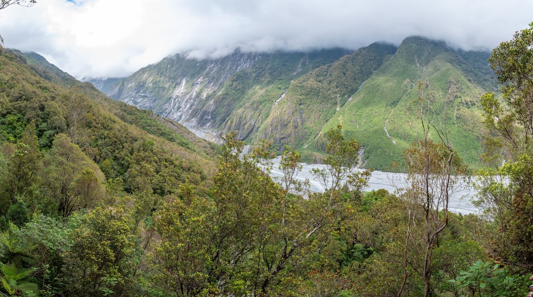 Narrow path of the Roberts Point Track, Franz Josef Glacier National Park