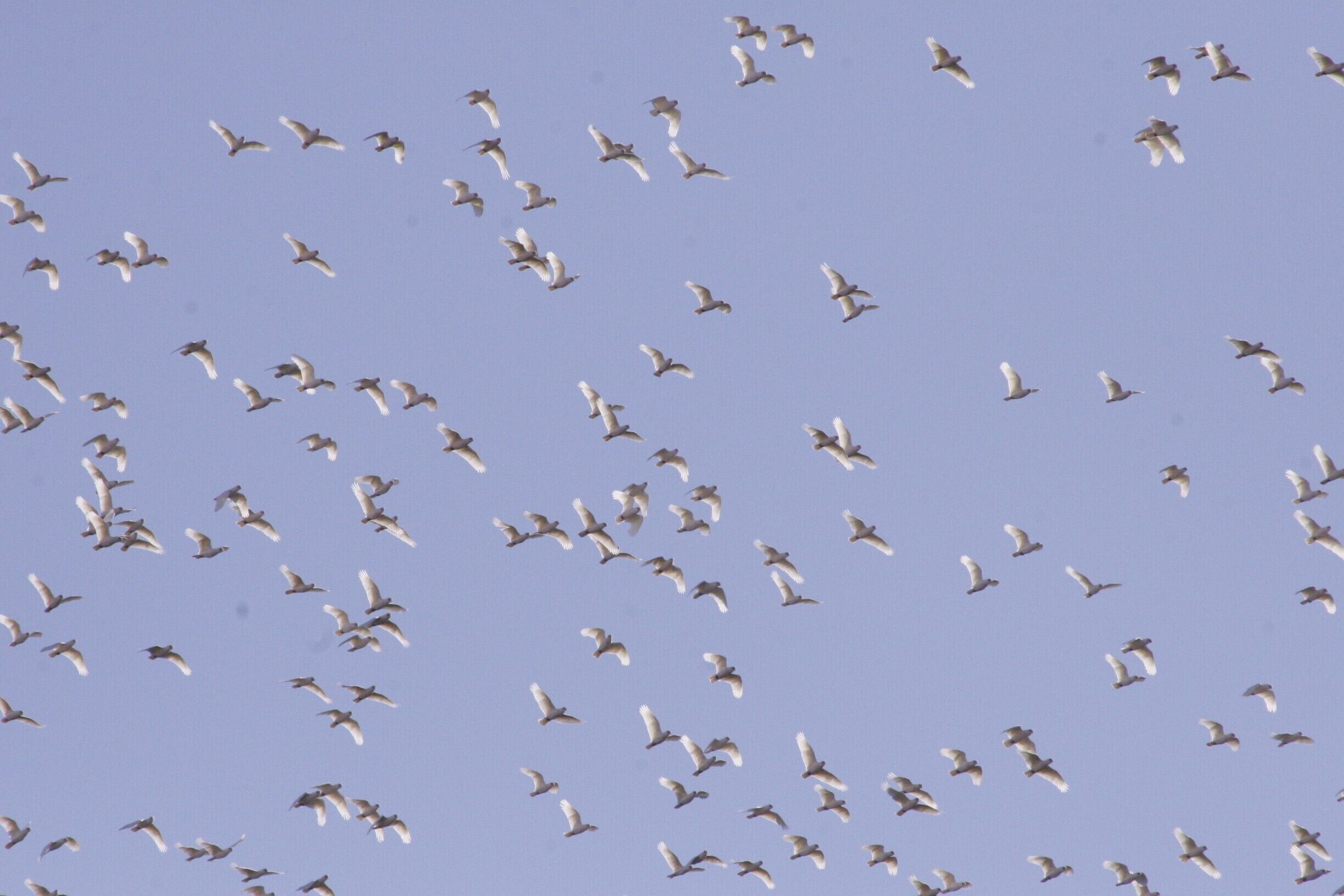 Long-Billed Corellas depating en-masse.  They are very social birds.