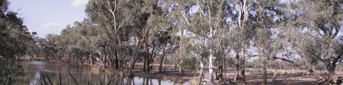 Riverside in Deniliquin. This was a rest stop on a long drive, and the parkland / forest through this area on the river is really lovely. All open bush and full of birdlife. I am sure at the right times of day, there are probably lots of marsupials around too.