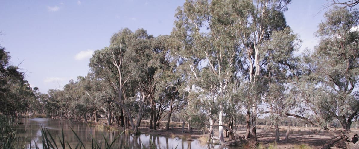 Riverside in Deniliquin.  This was a rest stop on a long drive, and the parkland / forest through this area on the river is really lovely.  All open bush and full of birdlife.  I am sure at the right times of day, there are probably lots of marsupials around too.