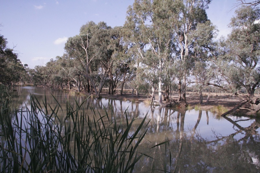 Riverside in Deniliquin. This was a rest stop on a long drive, and the parkland / forest through this area on the river is really lovely. All open bush and full of birdlife. I am sure at the right times of day, there are probably lots of marsupials around too.