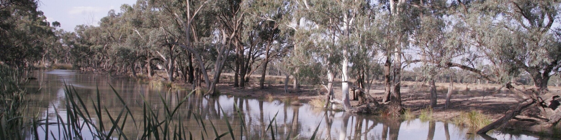 Riverside in Deniliquin.  This was a rest stop on a long drive, and the parkland / forest through this area on the river is really lovely.  All open bush and full of birdlife.  I am sure at the right times of day, there are probably lots of marsupials around too.