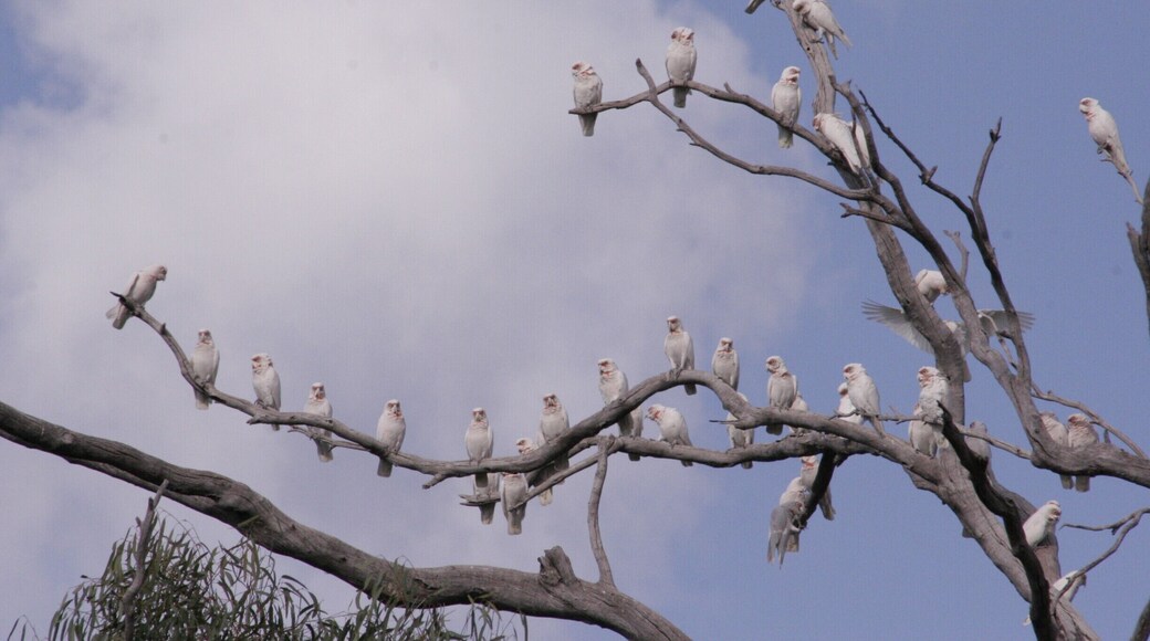 Lots of Long-Billed Corellas all in a row.