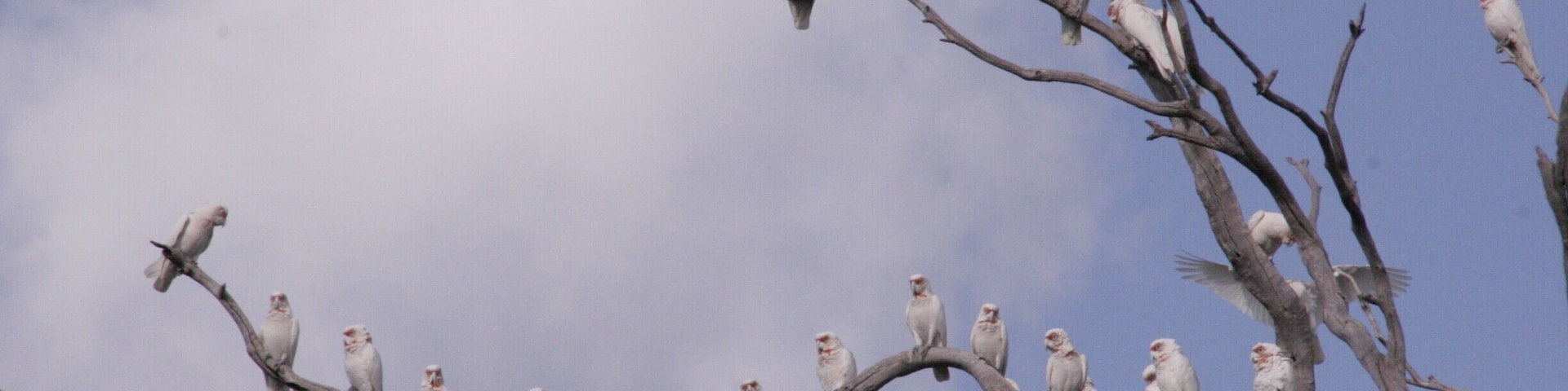 Lots of Long-Billed Corellas all in a row.