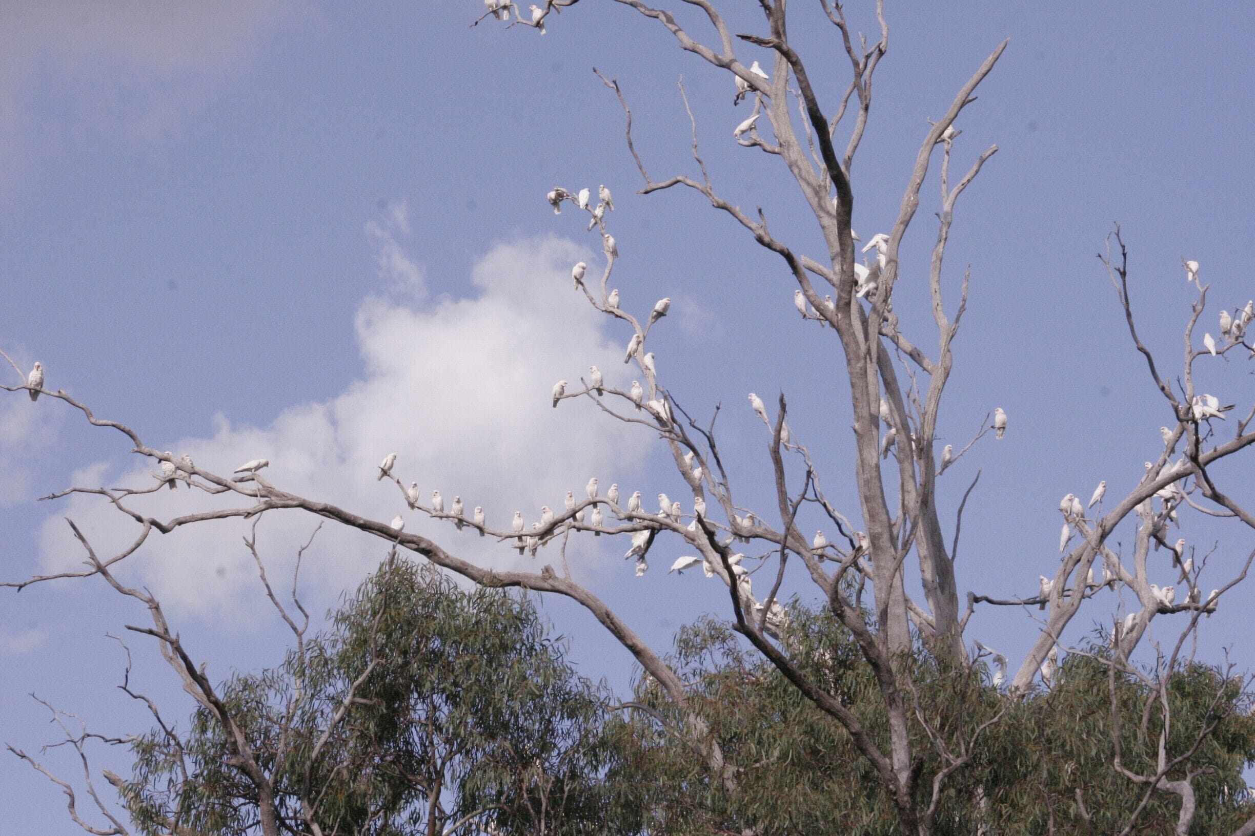 Corellas...  Lots and lots of Long-Billed Corellas!