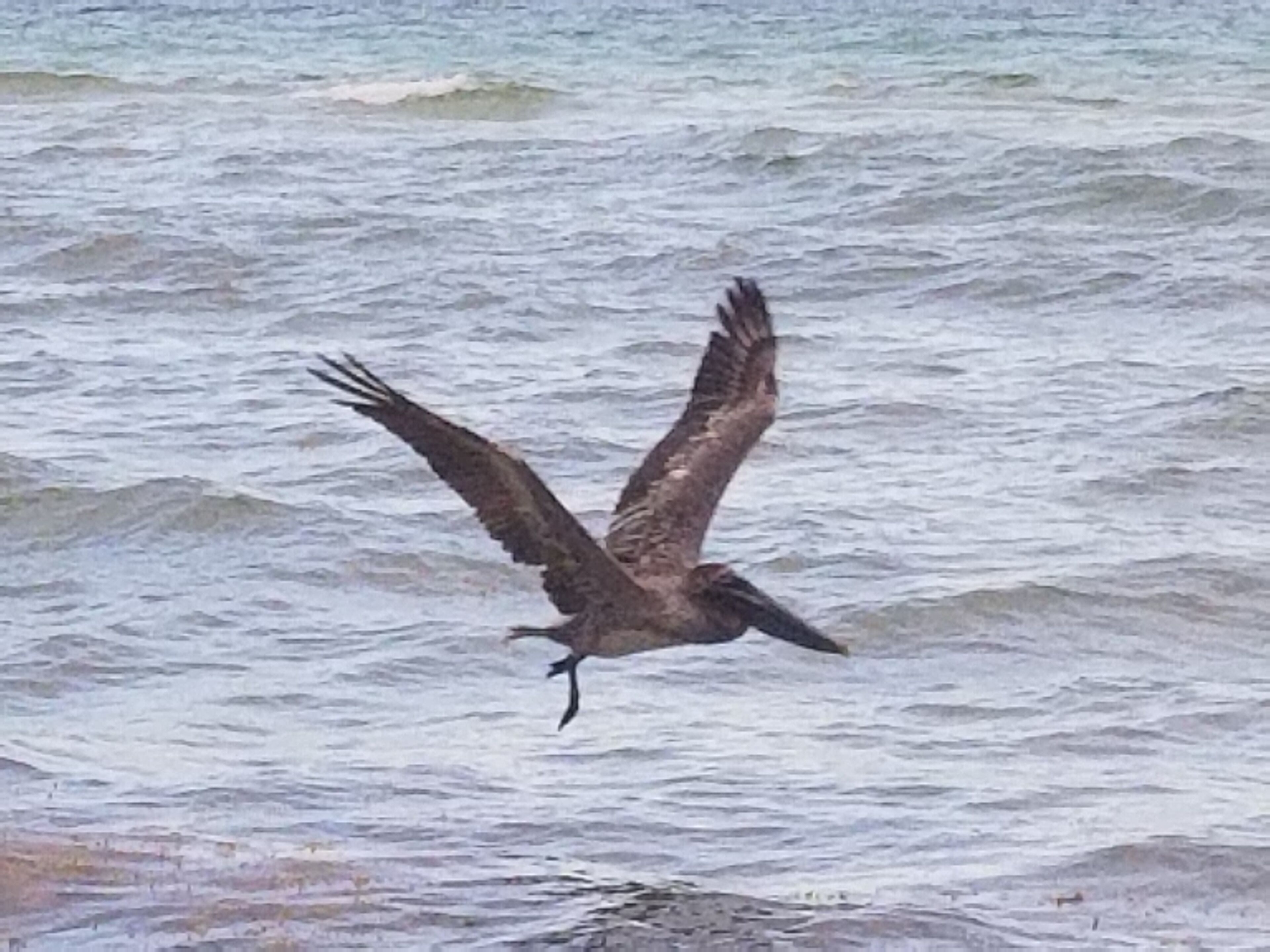 Behold the majestic pelican. His beak can hold more than his belly can. #CULTURE