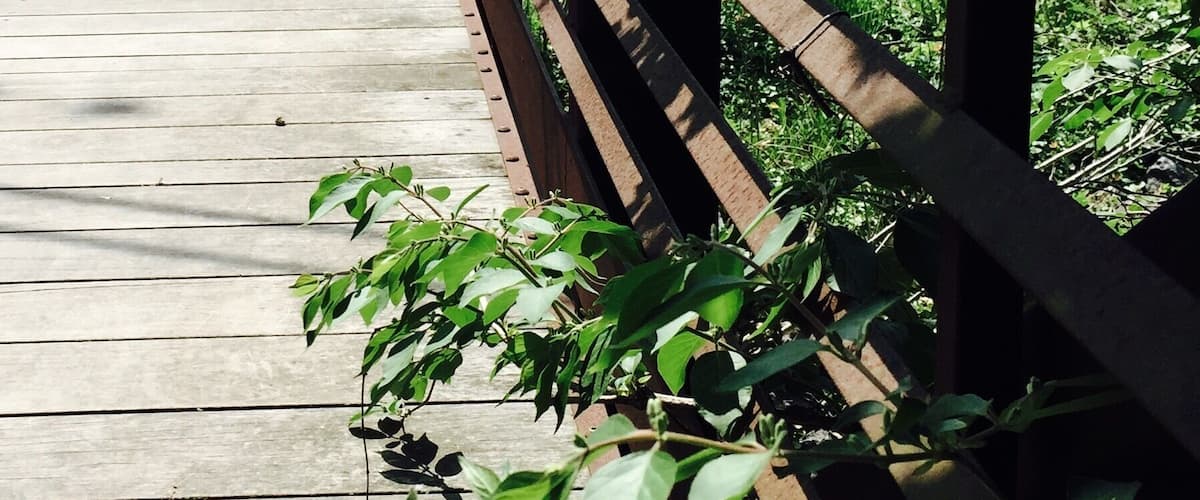 Bridge to Terabithia. When I look at this picture, I imagine myself in a remote, peaceful place. #parks #bridge