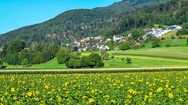 Un paisaje rural con un campo de flores amarillas, un pueblo en una ladera y campos verdes.