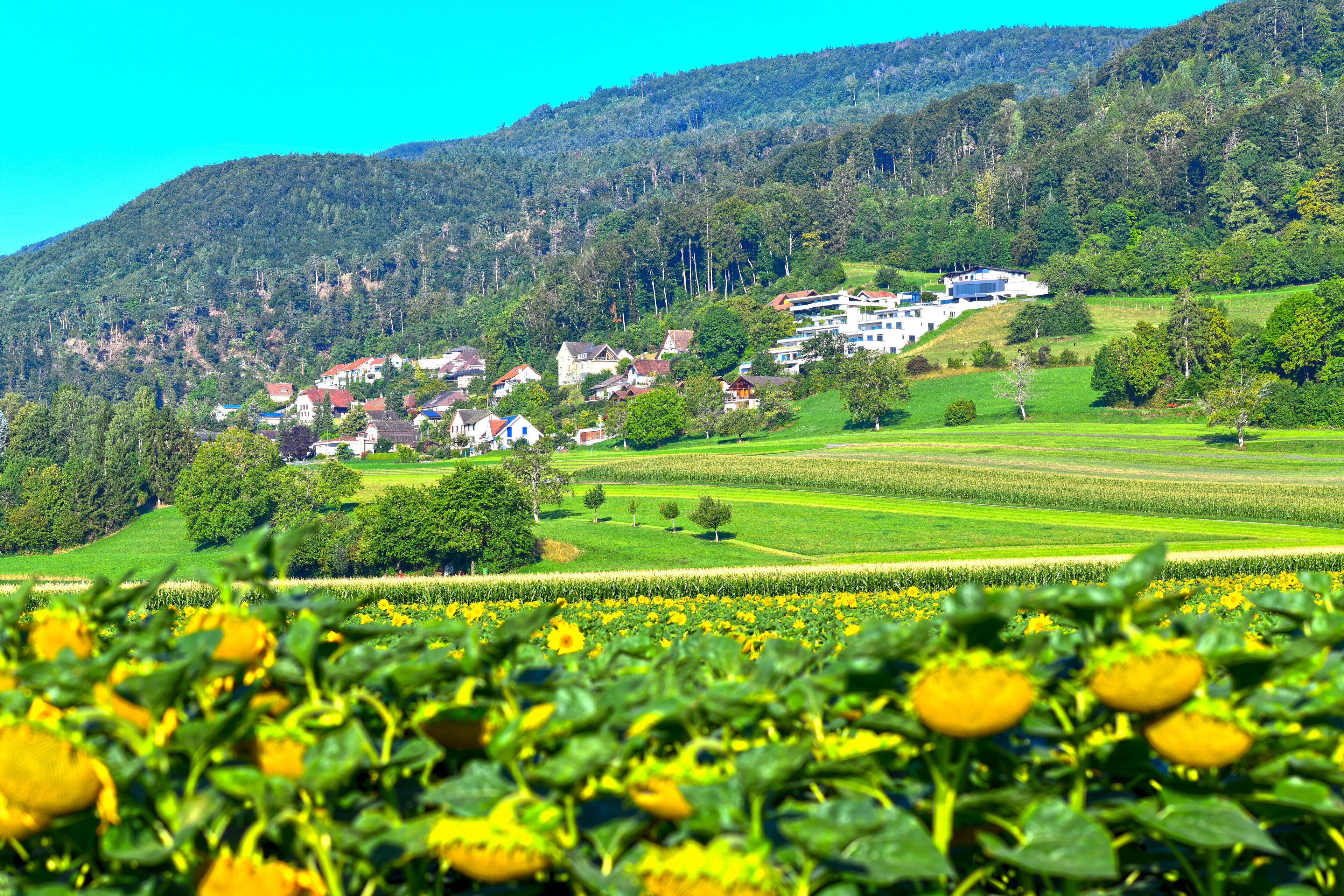 A rural landscape with a village nestled in the valley, surrounded by green fields and a forested hill.