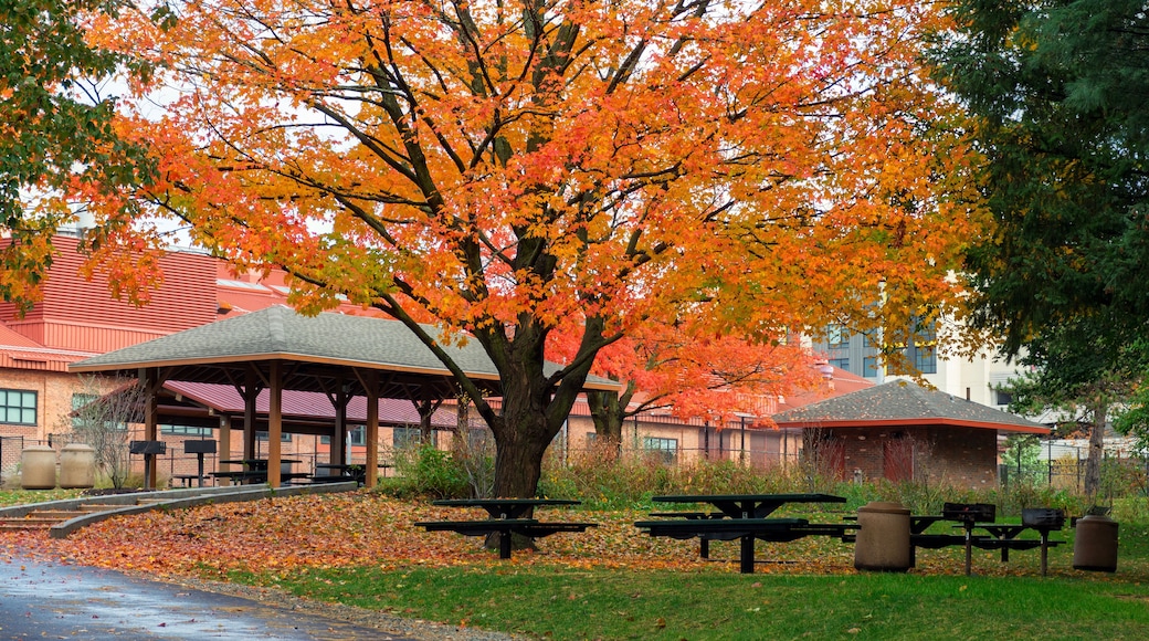 Vibrant autumn tree with picnic tables and pavilion in Arsenal Park, Watertown, Massachusetts, USA