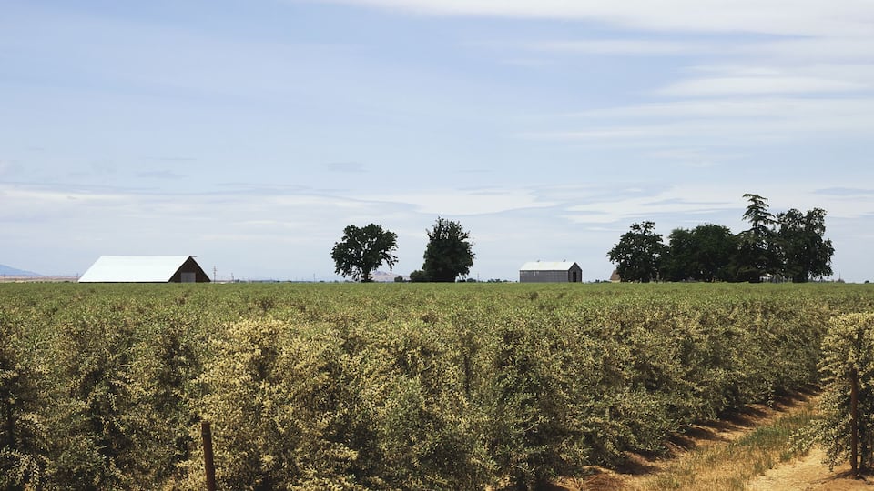 Rows Of Blooming Olive Trees Are Seen In Late Spring With Farm Buildings, Clouds And Blue Sky In The Background, Central Valley; Willows, California, United States Of America