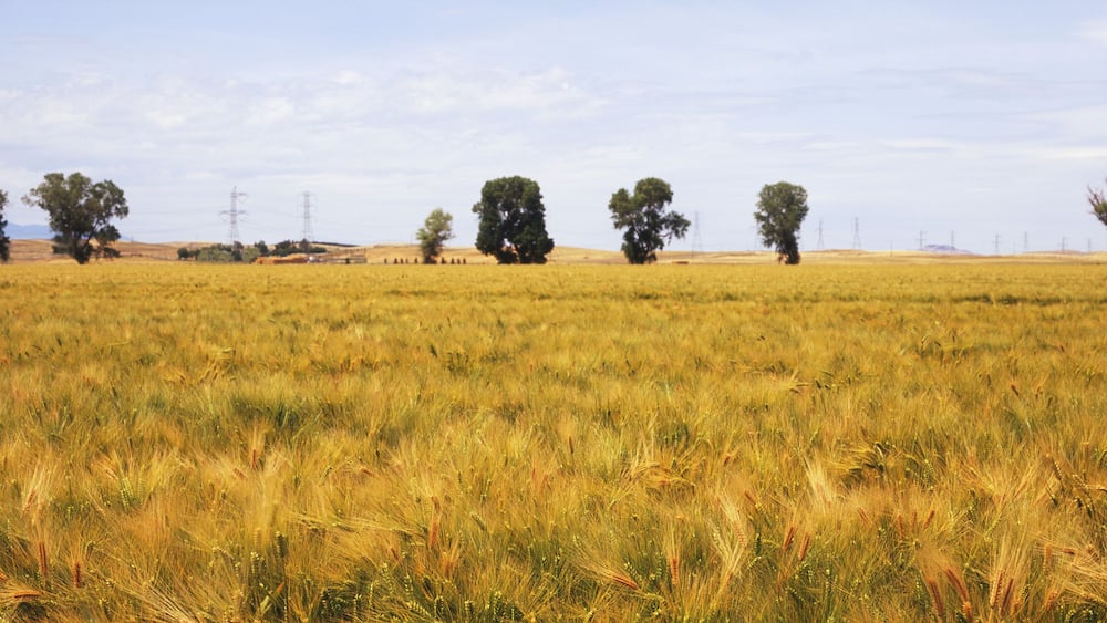 A Field Of Nearly Ripe Winter Wheat Is Seen In Late Spring With Trees, Farm Buildings, Clouds And Blue Sky In The Background, Central Valley; Willows, California, United States Of America