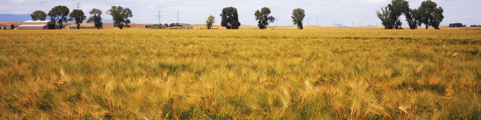 A Field Of Nearly Ripe Winter Wheat Is Seen In Late Spring With Trees, Farm Buildings, Clouds And Blue Sky In The Background, Central Valley; Willows, California, United States Of America