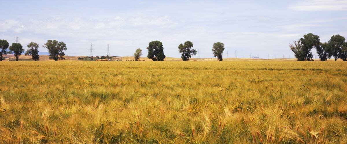 A golden wheat field with scattered trees and distant power lines.