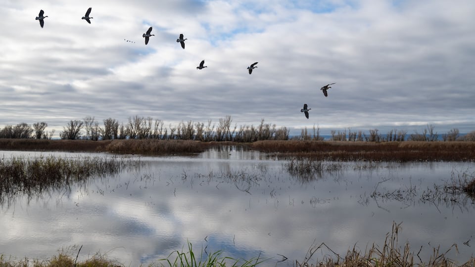 Gray Lodge Wildlife Area landscape with a view of the Sutter Buttes, reflections of willow trees in the water and variable clouds in the sky copy space