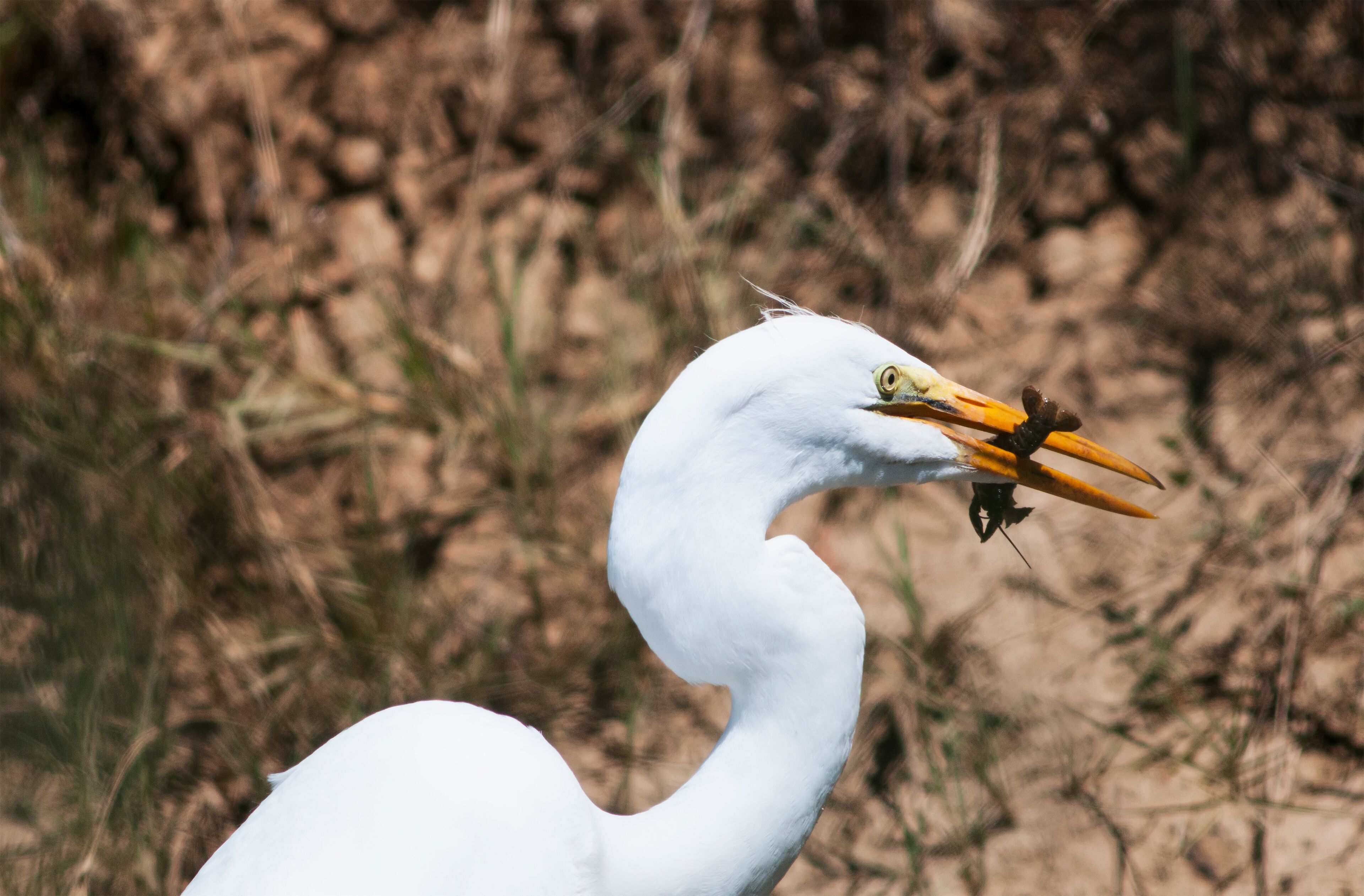 A Great Egret (Ardea Alba) Eats A Crawfish; Willows, California, United States Of America