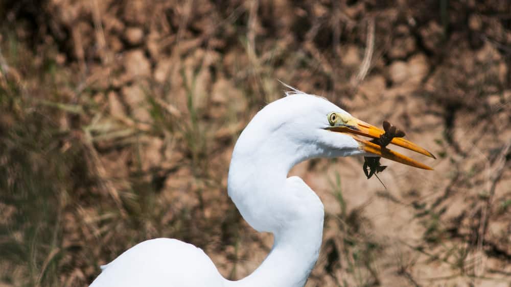 A white bird with a yellow beak holding a small insect.