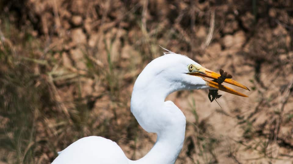 A Great Egret (Ardea Alba) Eats A Crawfish; Willows, California, United States Of America