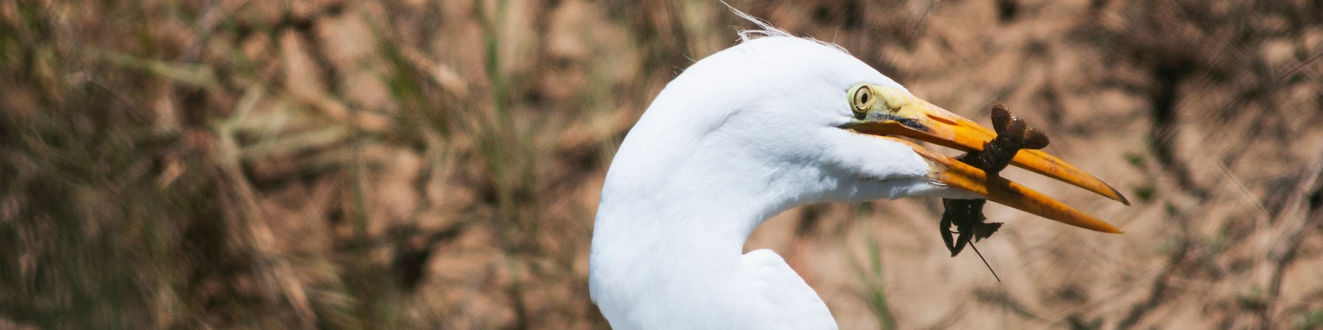 A Great Egret (Ardea Alba) Eats A Crawfish; Willows, California, United States Of America