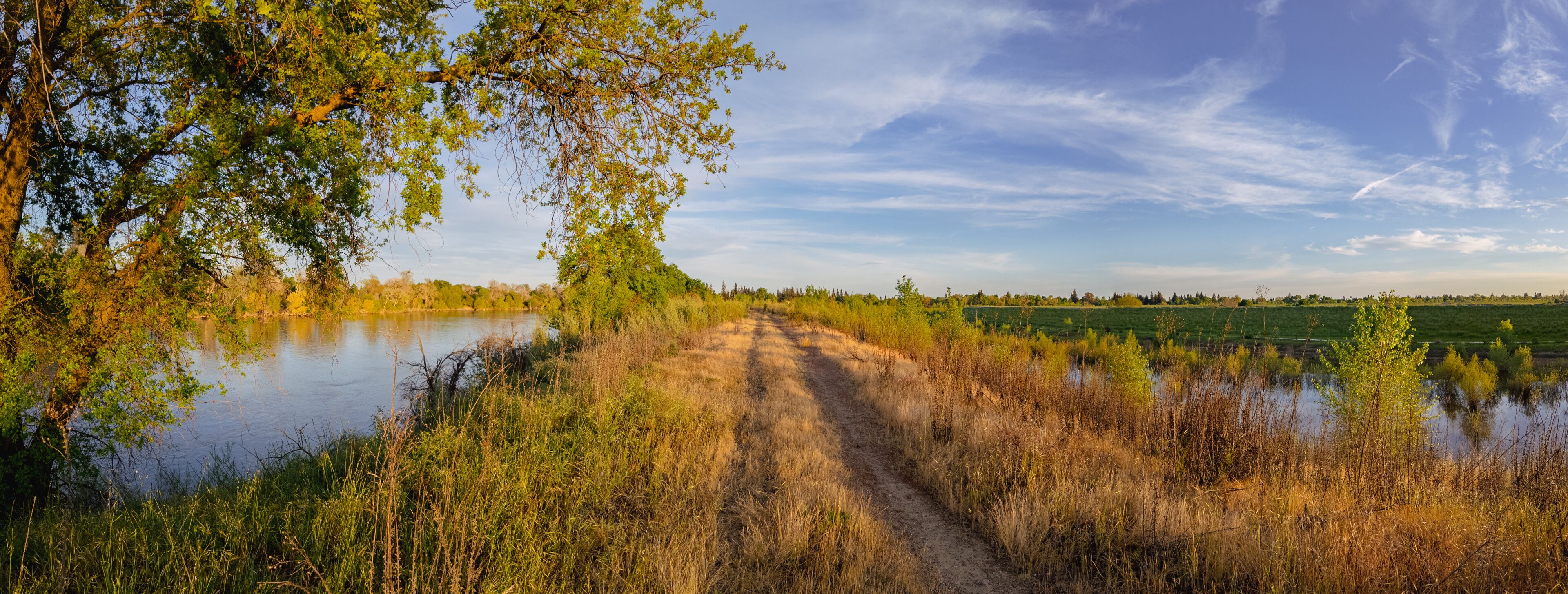 Willows
