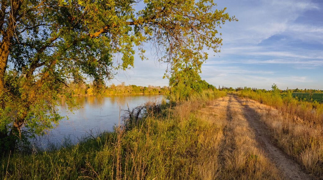 Willows