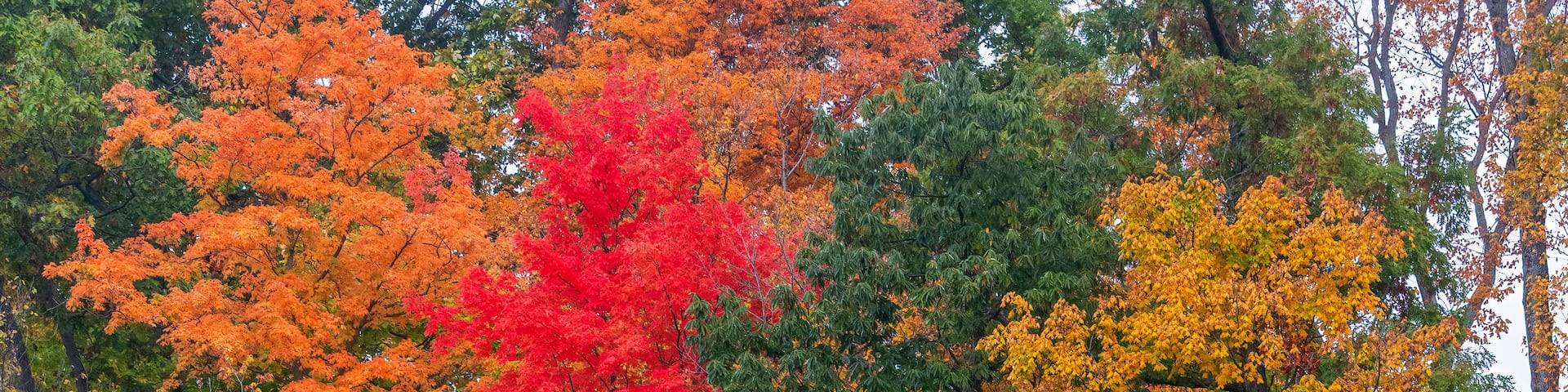 A lake surrounded by trees with autumn foliage, including red, orange, and yellow leaves.