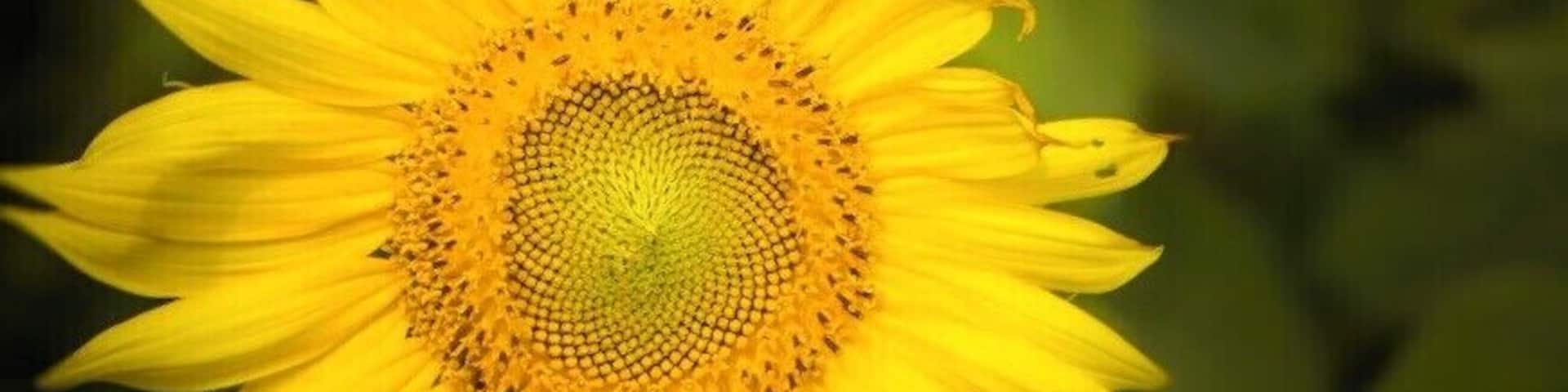 This picture was taken in the field along route 16 in Wellington North Carolina