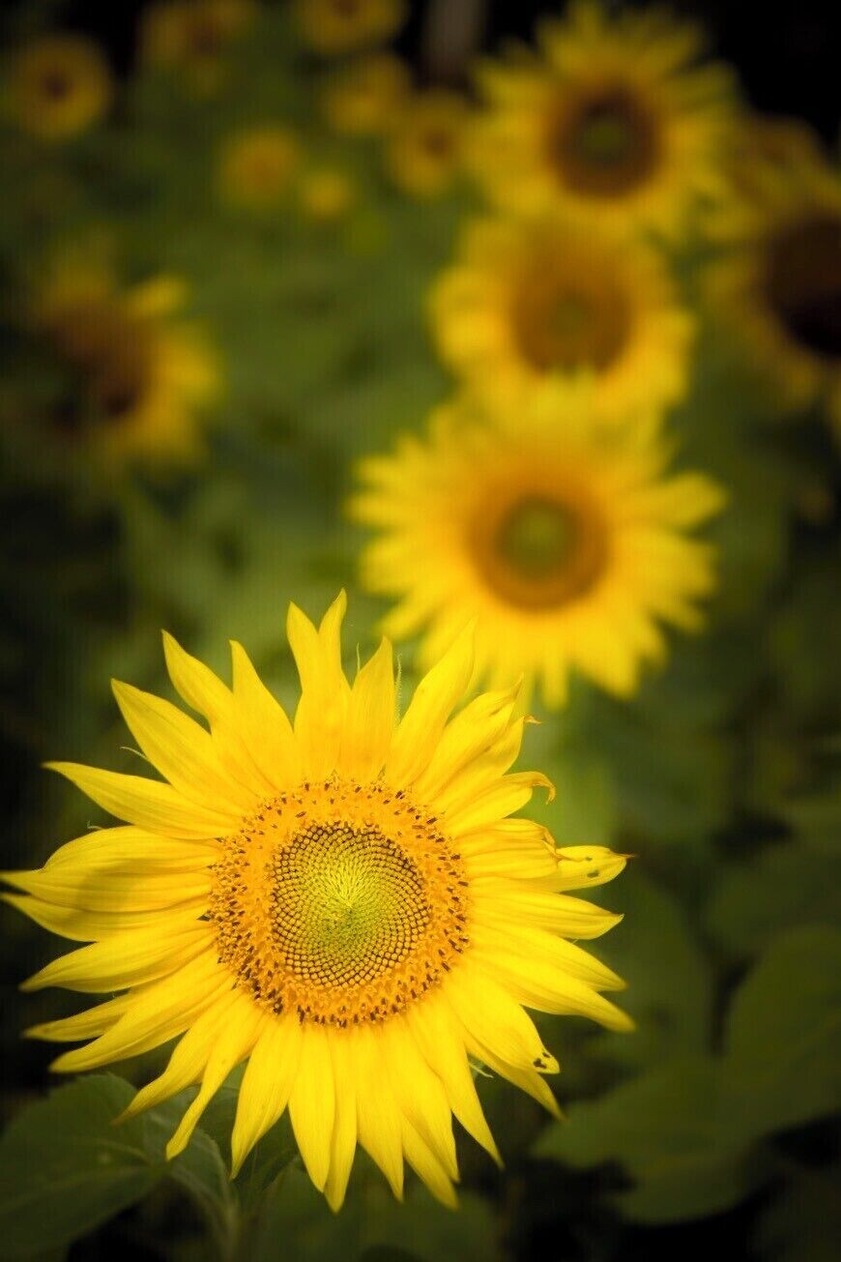 This picture was taken in the field along route 16 in Wellington North Carolina