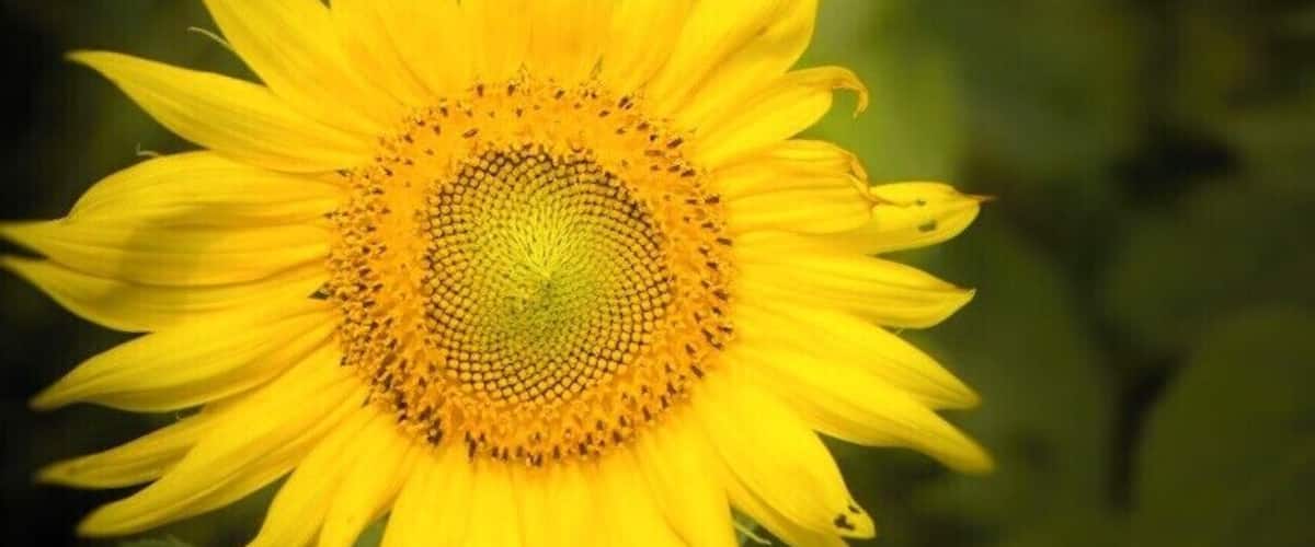 A sunflower field with a prominent sunflower in the foreground.