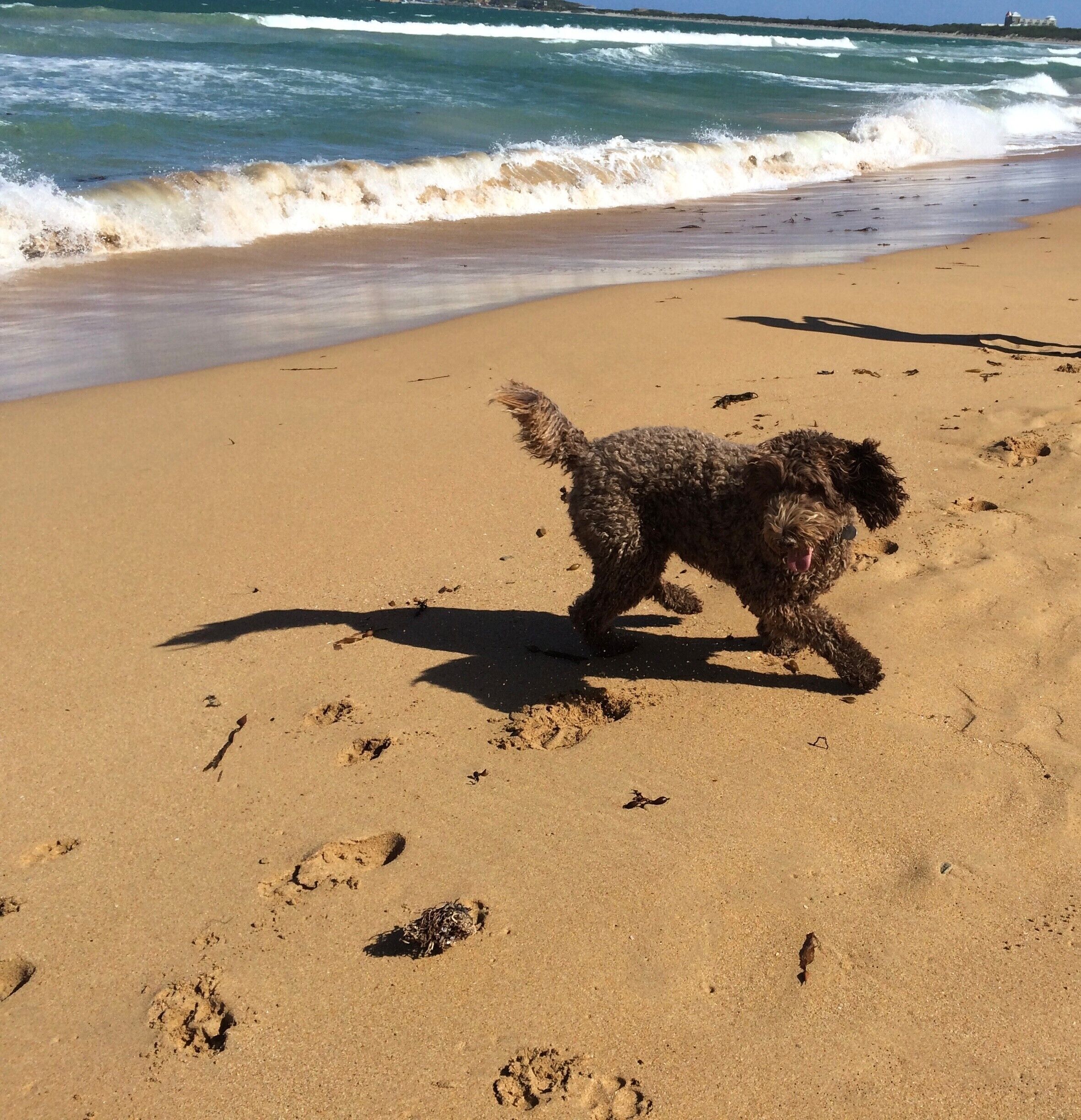 I think the best way to really see and experience a country is by road or foot. That way you really get to see and experience all different environments, sights and locality of the area, rather then just seeing the "touristic" sights. This picture is taken when I was driving along the south coast of Victoria, Australia together with a friend and as we were walking along the beach to stretch our legs this dog came running up to us. That evening we were invited to the owners house to have dinner with them and I made friends for life. #LifeAtExpedia 