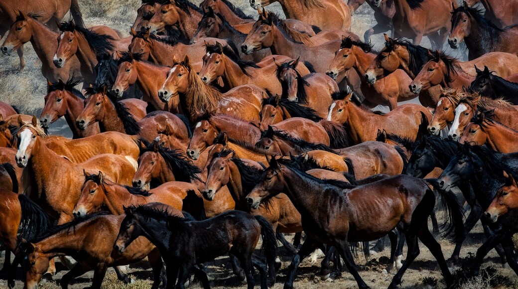 Gathering wild horses in the Nevada desert, USA
