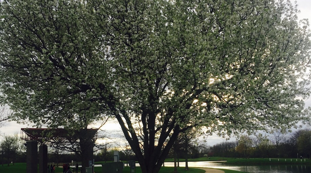 Canton community park at canton