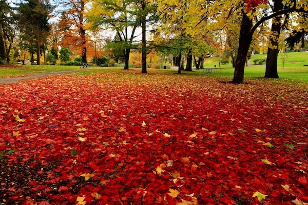 Beautiful Red fall colors in Wright Park.