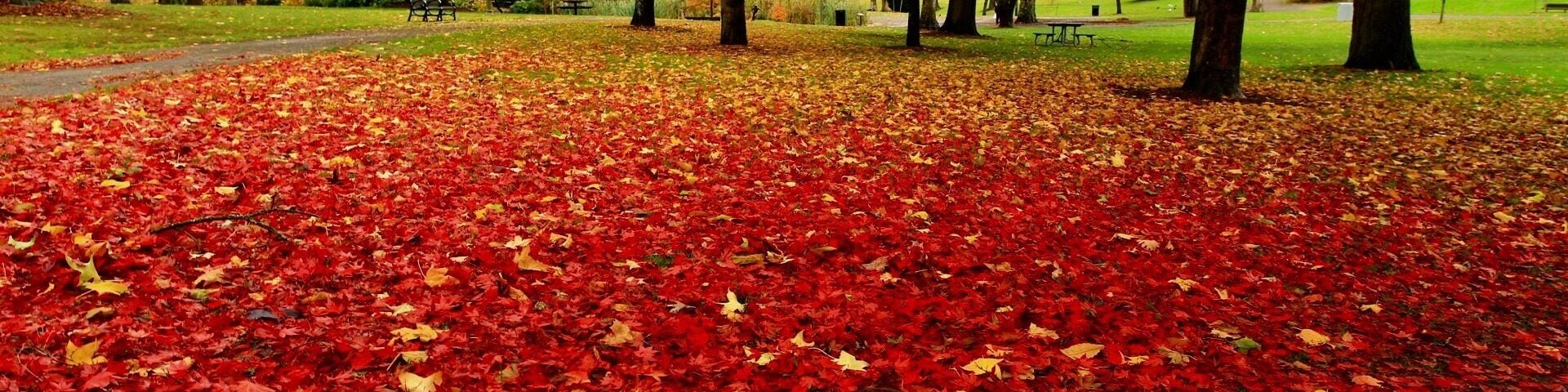 Beautiful Red fall colors in Wright Park.