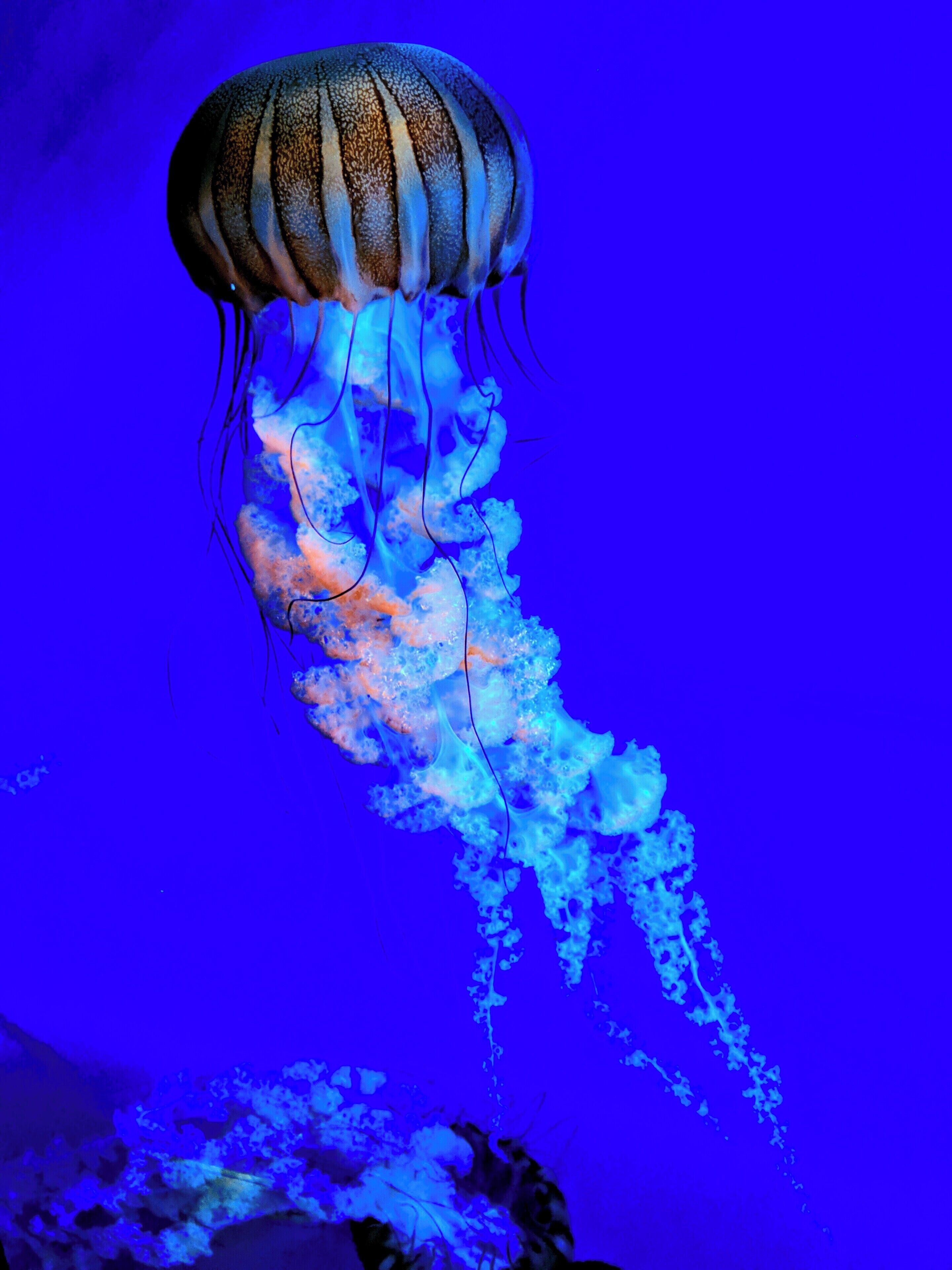 It was my first time visiting the Point Defiance Zoo and Aquarium and my 2-year old son loved it! 

This is a photo of a jellyfish freely moving around in his tank.

I love how the UV light reflects on the jellyfish as it moves around... 

#BVSBlue