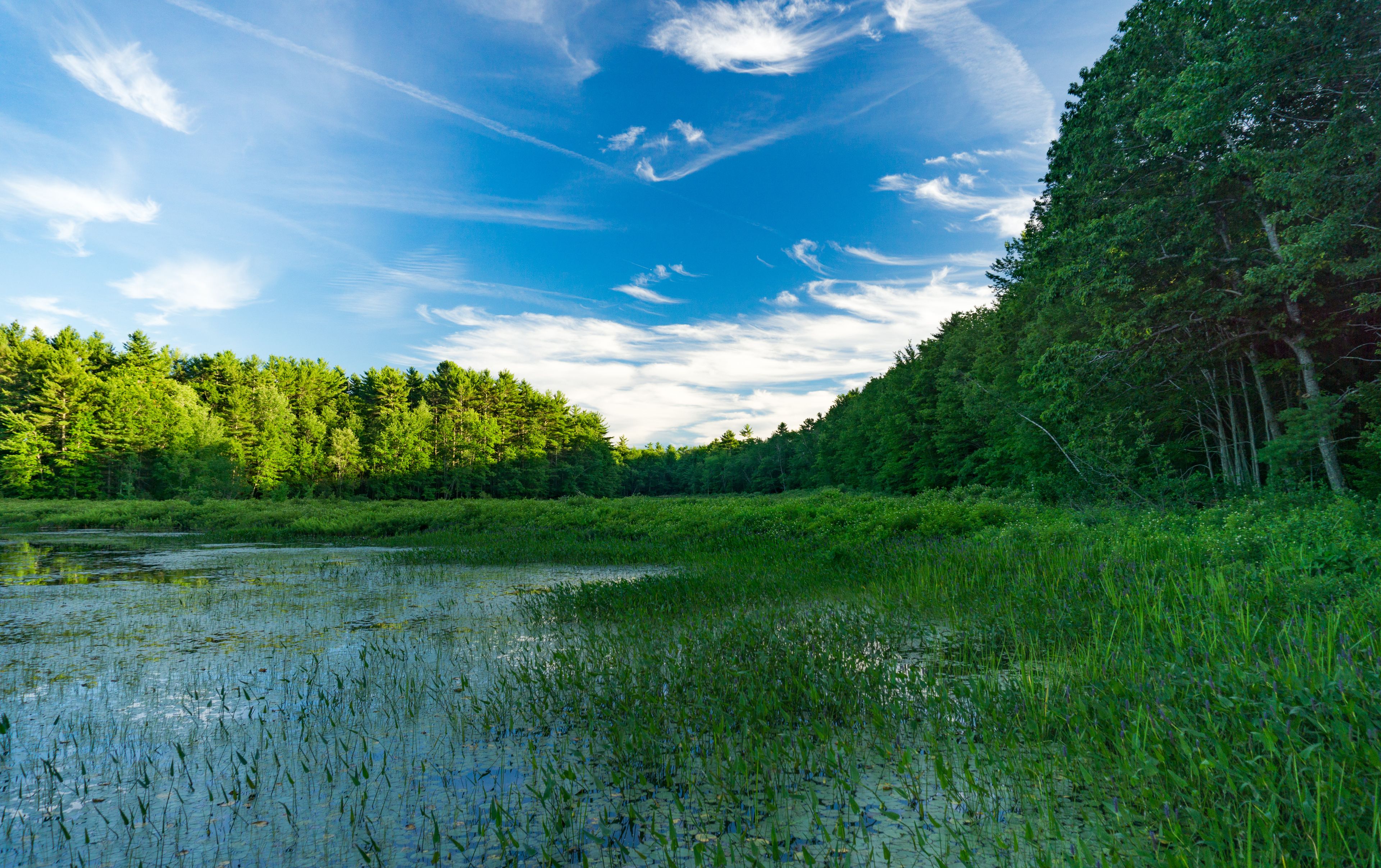 Dyer Long Pond