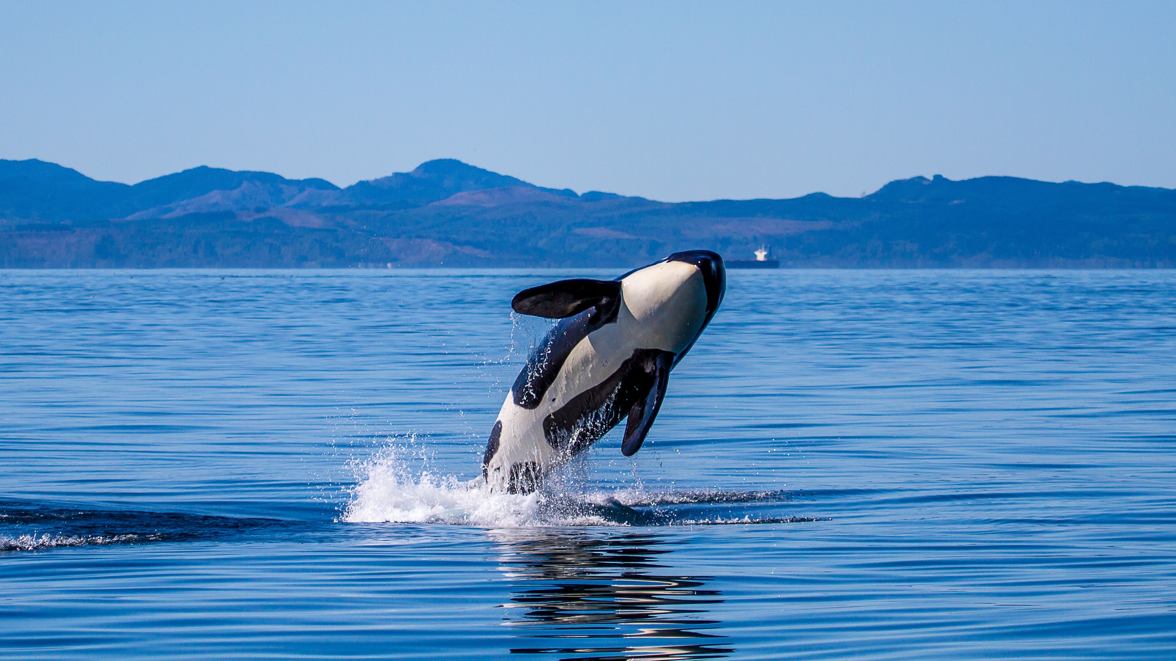 A whale breaching the water with mountains in the background.