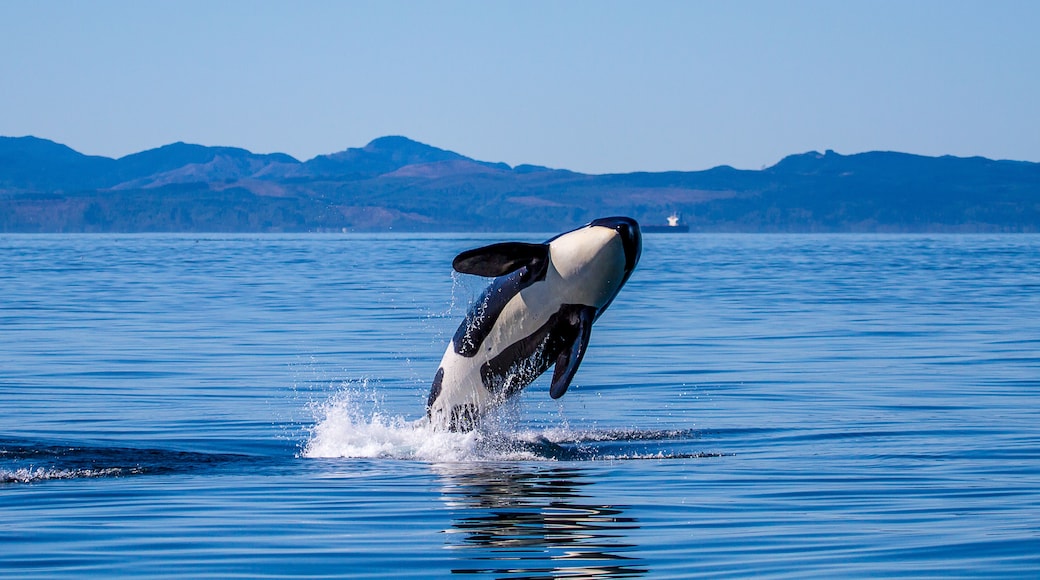 A whale breaching the water with mountains in the background.