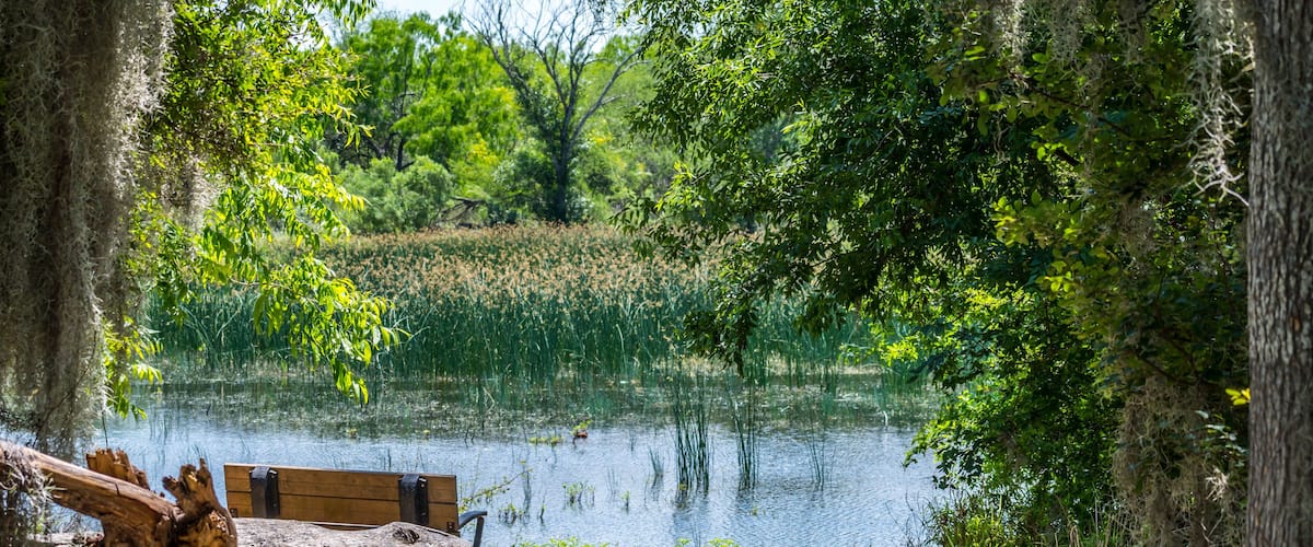 A wooden bench by a pond surrounded by trees and vegetation.