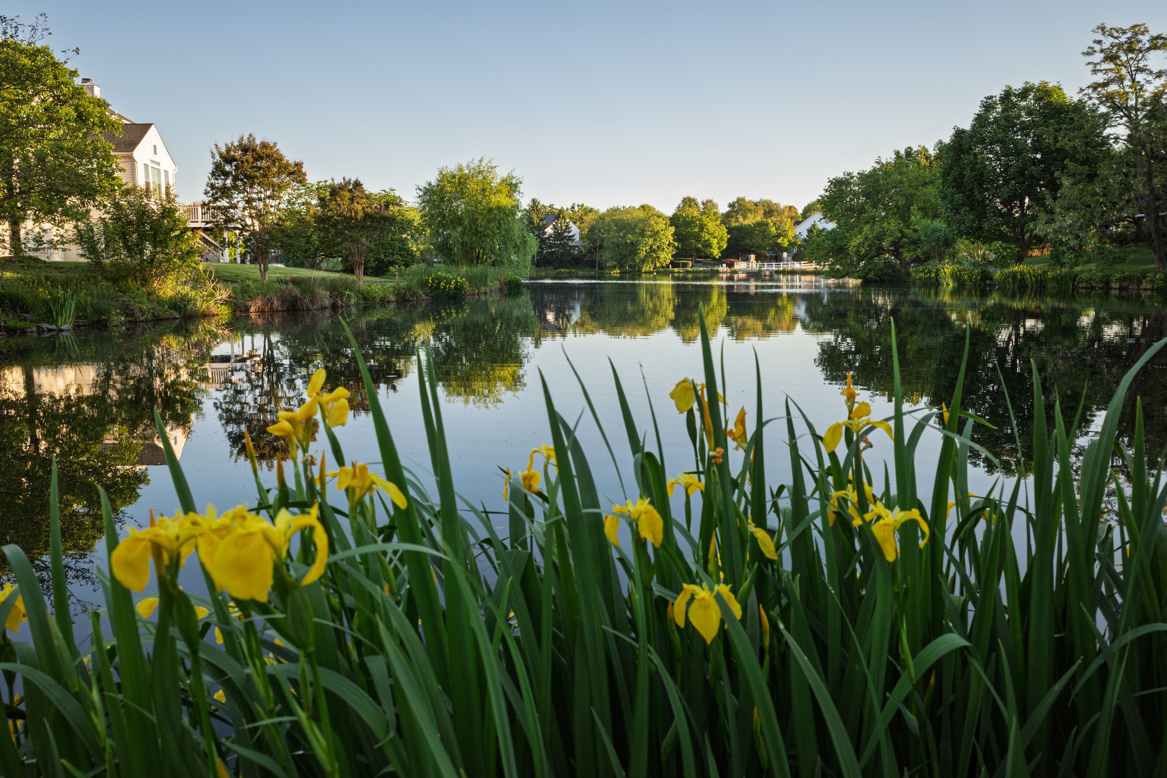 Morning sunlight on lakeside irises in Ashburn Village Virginia